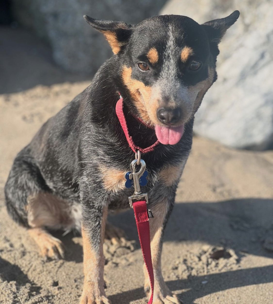 adoptable Dog in Milpitas, CA named Cheyenne