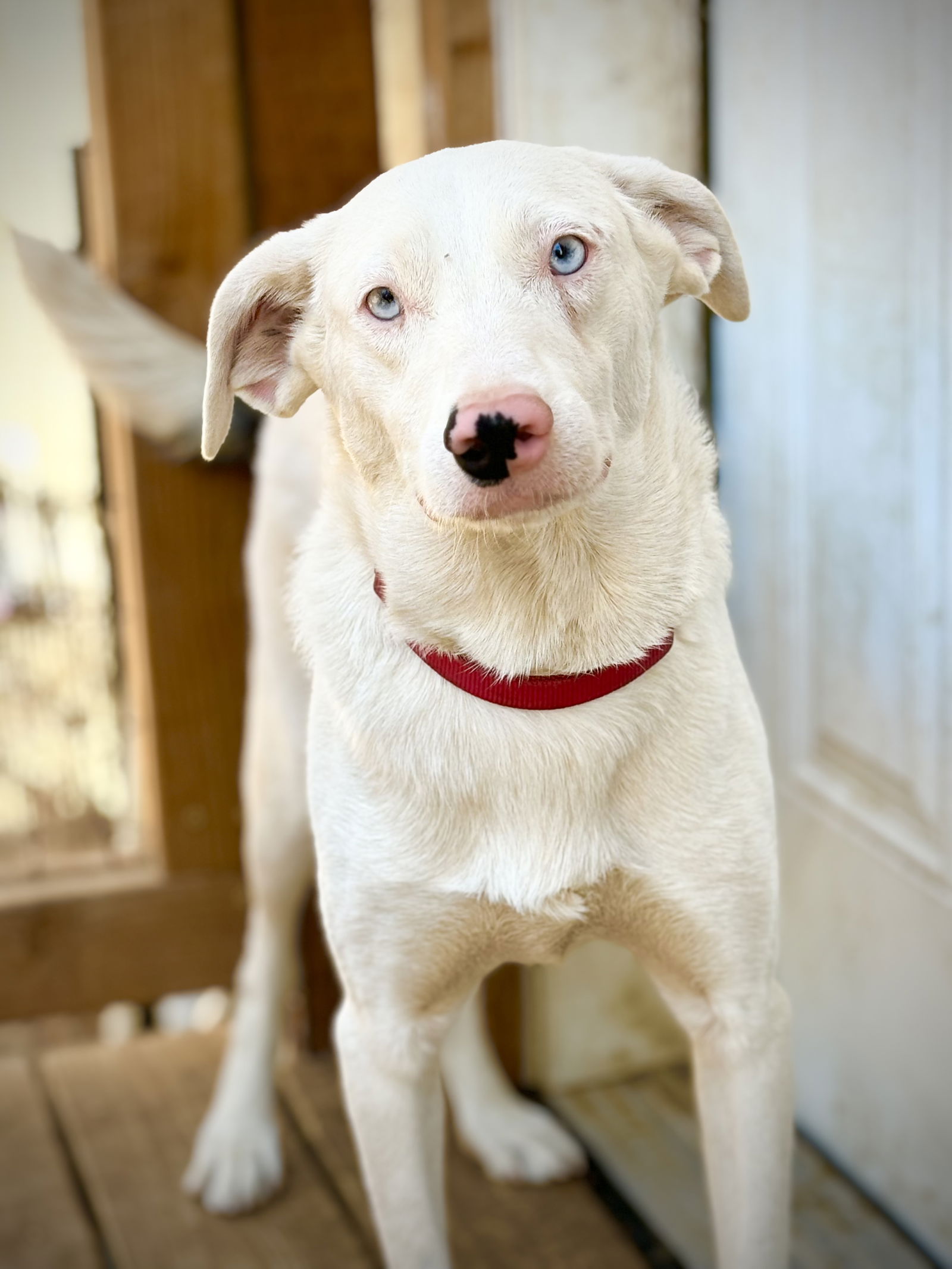 adoptable Dog in Milpitas, CA named Watson