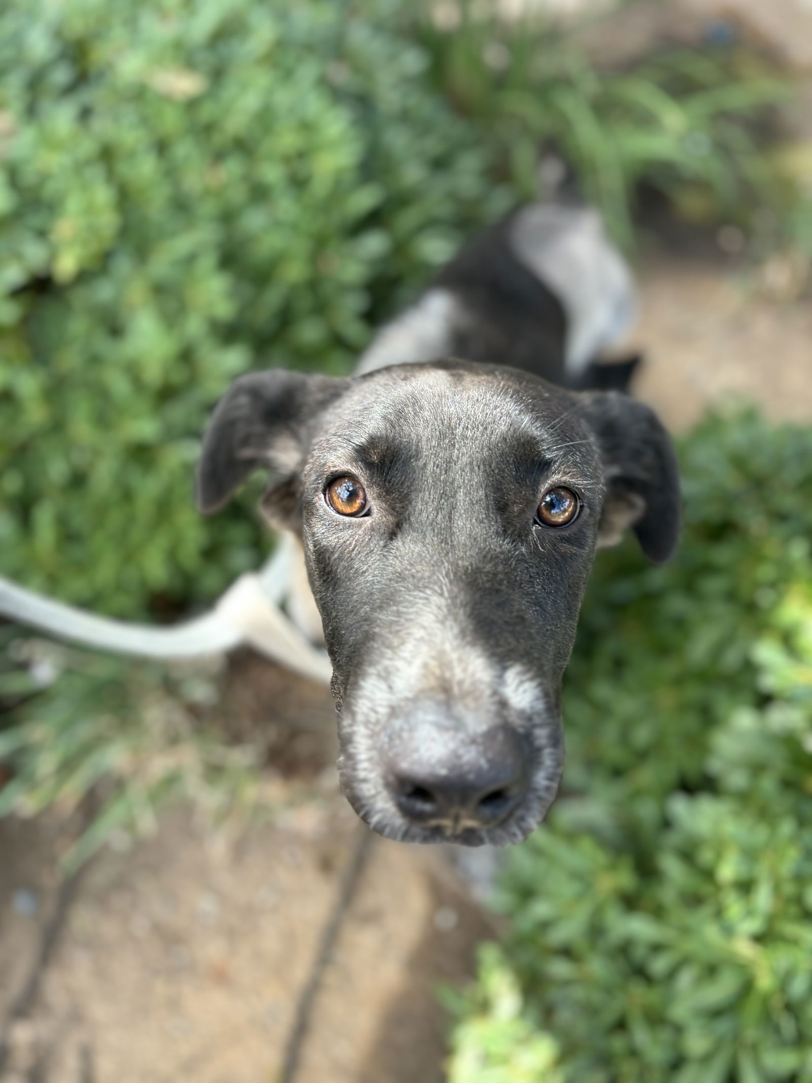 adoptable Dog in Milpitas, CA named Peggy the pegleg