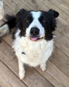 adoptable Dog in  named Traka