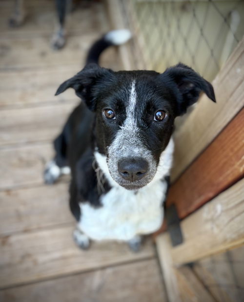 picture of the dog needing adoption