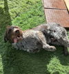 adoptable Dog in  named Gordon