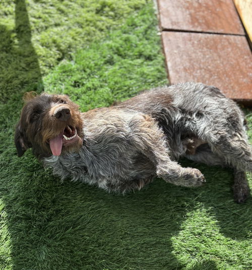 picture of the dog needing adoption