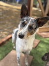 adoptable Dog in  named Clover