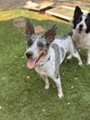 Clover - Photo 5