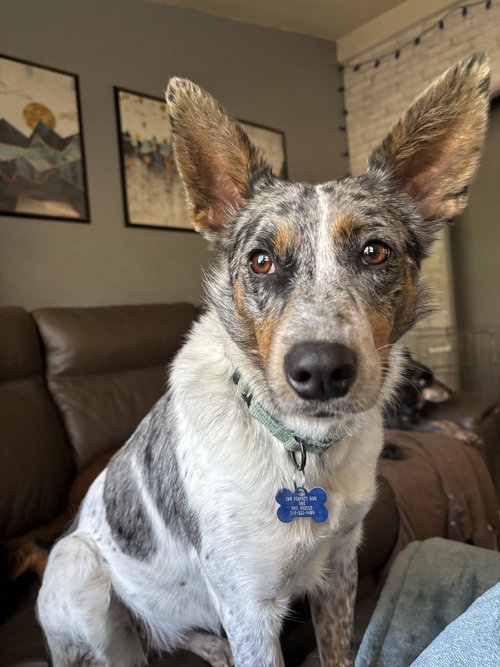 CLOVER - Australian Cattle Dog/Blue Heeler / Australian Shepherd available for adoption