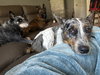 Clover - Photo 2