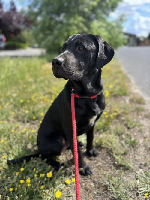 Otis, an adoptable Labrador Retriever in Milpitas, CA