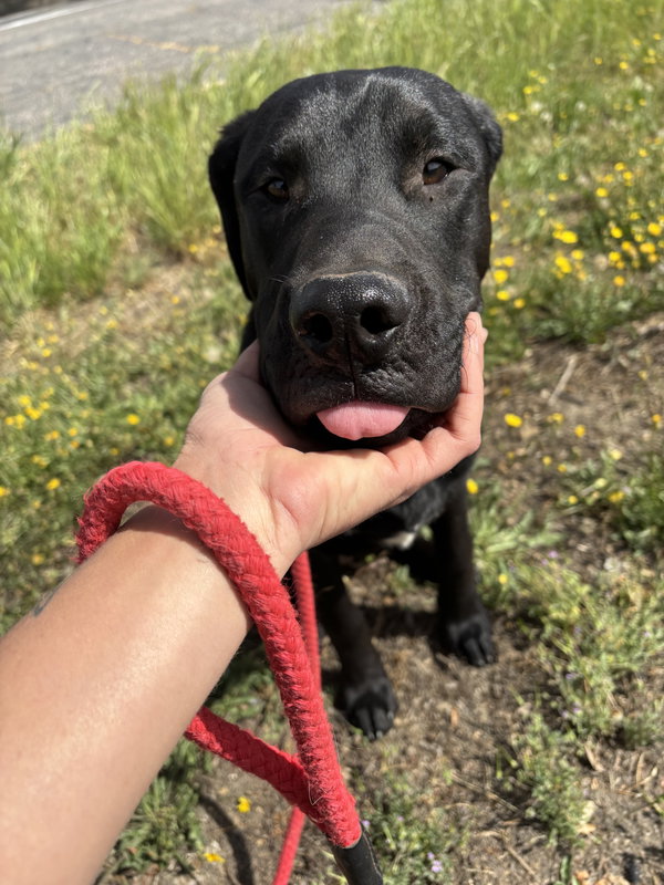 Otis