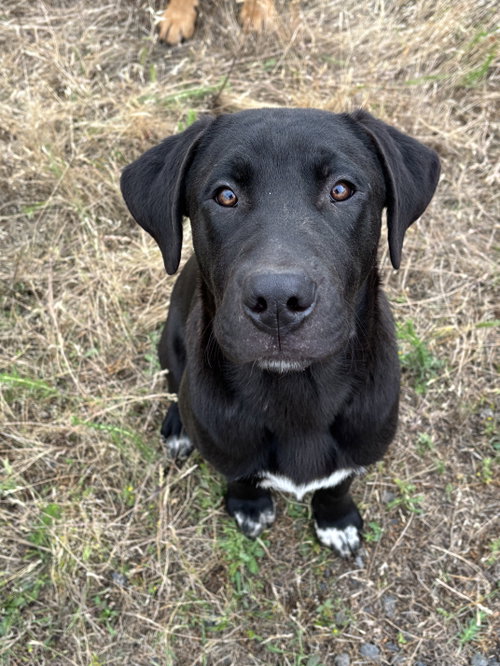 Hank, an adoptable Labrador Retriever in Milpitas, CA