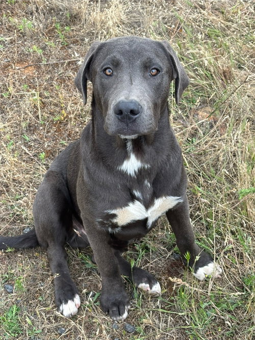 Blue, an adoptable Labrador Retriever in Milpitas, CA