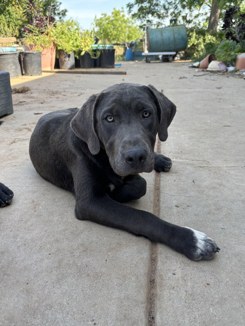 Porscha, an adoptable Labrador Retriever in Milpitas, CA