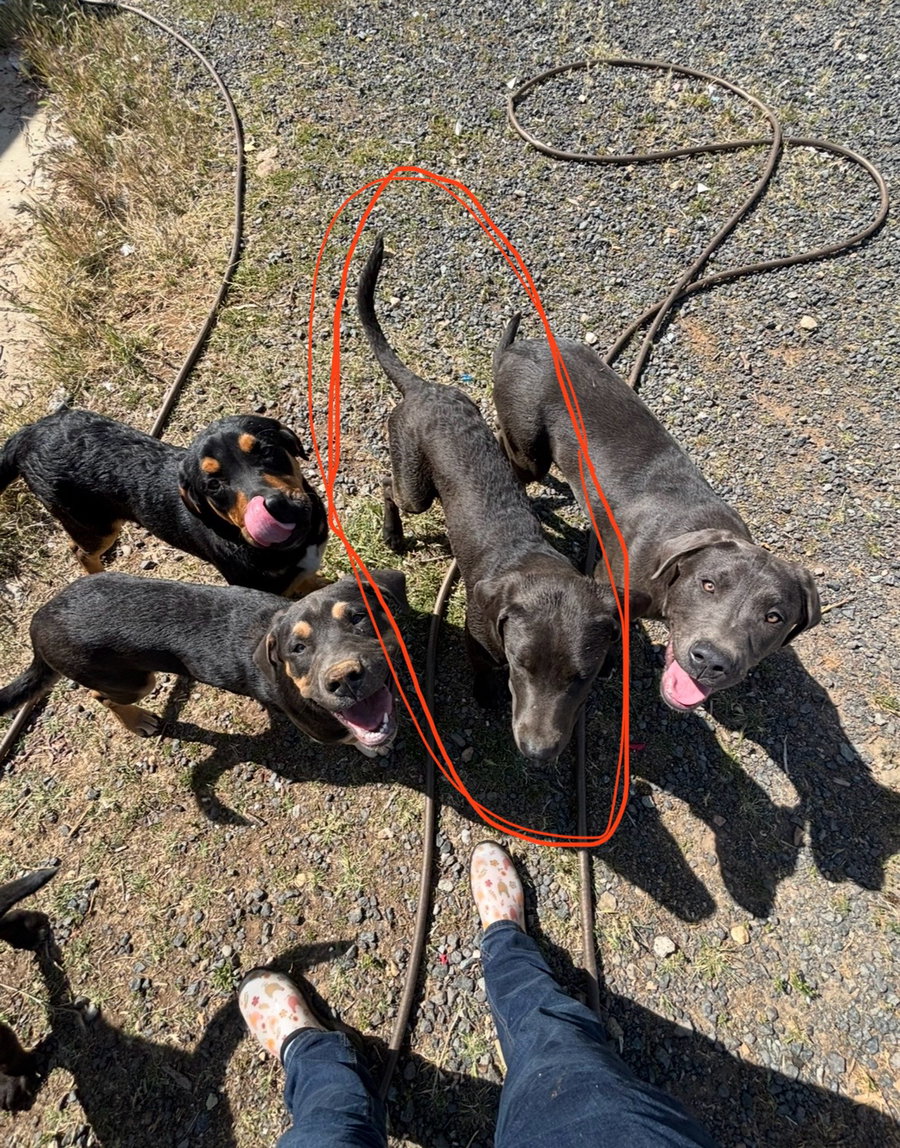 URGENT - Penny