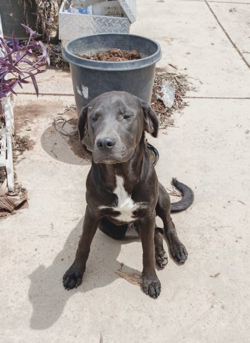 Penny, an adoptable Labrador Retriever in Milpitas, CA