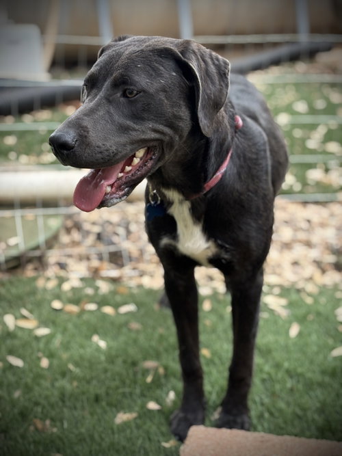 URGENT - Penny