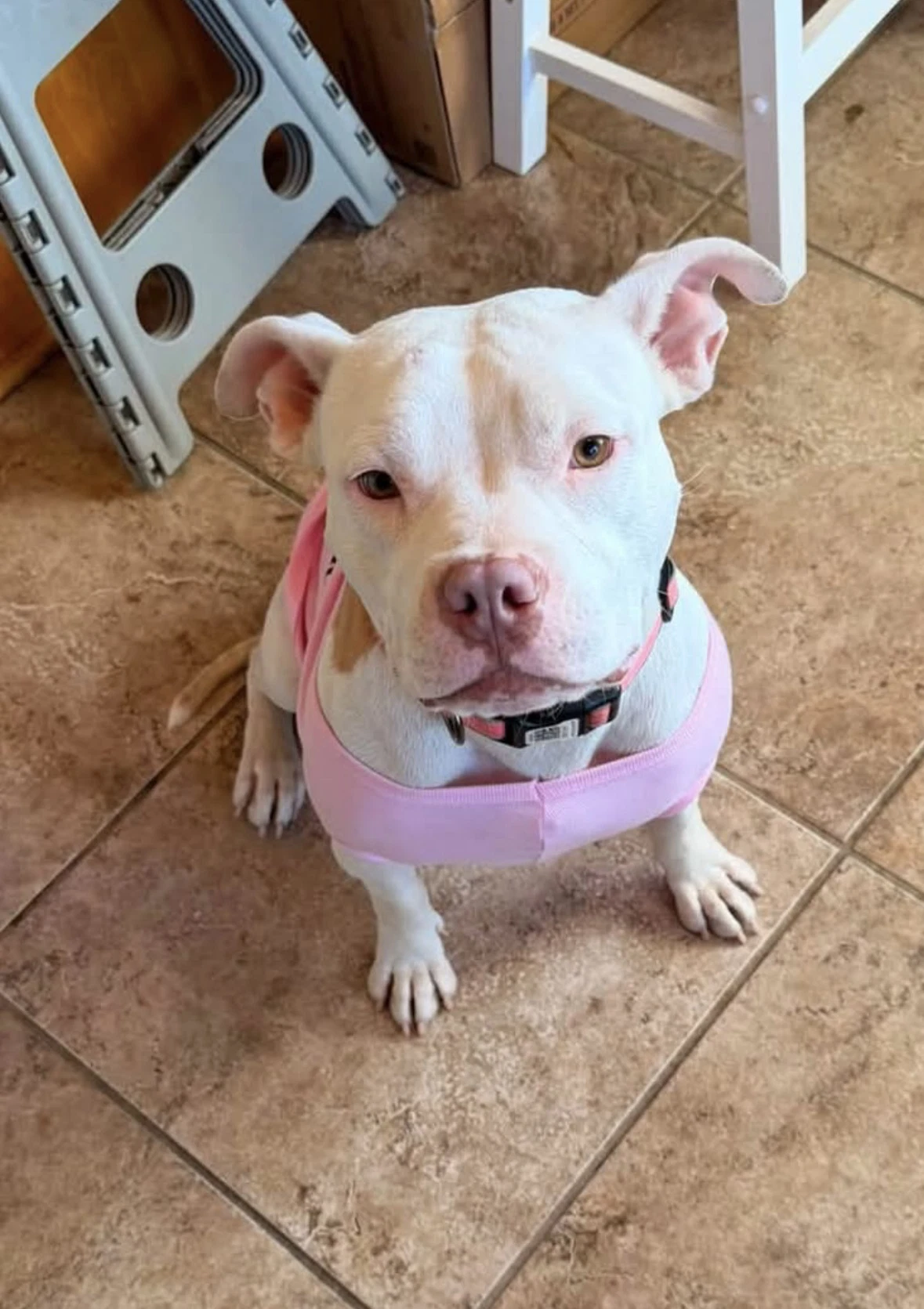 Annie - Courtesy Post