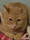 Popoki - Photo 1