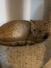 Popoki - Photo 3