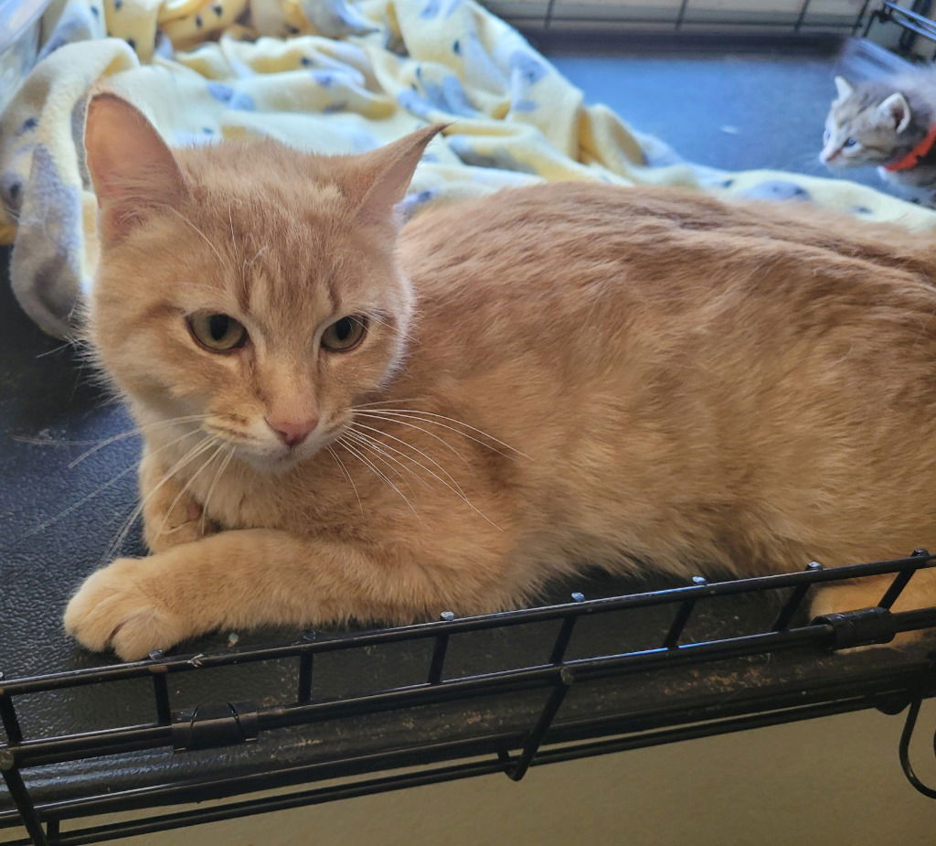 adoptable Cat in Battle Ground, WA named Popoki ( semi feral)