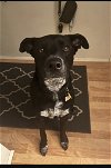 adoptable Dog in battle ground, WA named Cardi