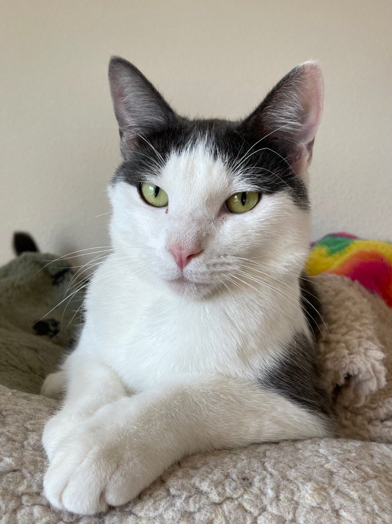 adoptable Cat in Battle Ground, WA named Vee
