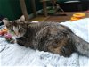 adoptable Cat in , WA named Mila