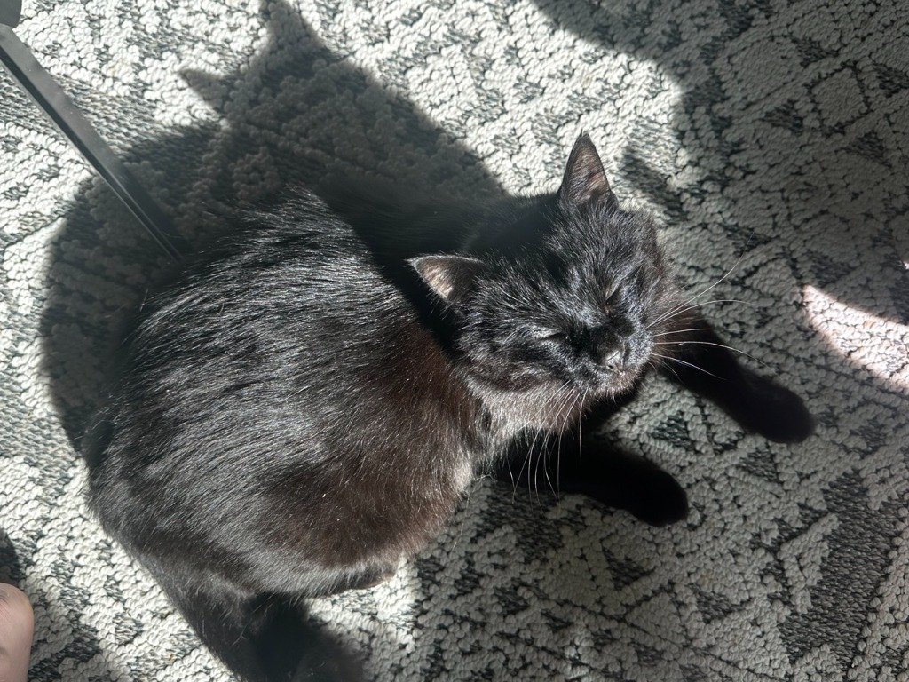 adoptable Cat in Battle Ground, WA named Onyx
