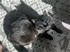 adoptable Cat in , WA named Onyx