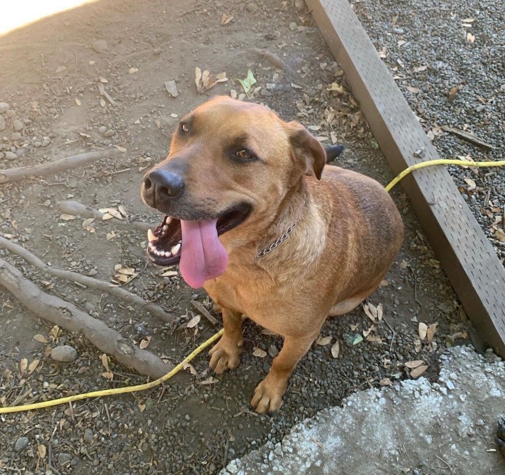 adoptable Dog in Battle Ground, WA named Snoopy