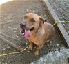 adoptable Dog in , WA named Snoopy