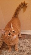 adoptable Cat in , WA named Tonkins
