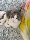 adoptable Cat in battle ground, WA named Bodhi