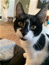 adoptable Cat in , WA named Oreo