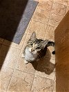 adoptable Cat in battle ground, WA named Acorn (AKA Trouble)