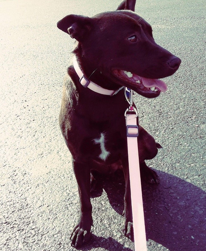 adoptable Dog in Battle Ground, WA named Violet