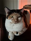 adoptable Cat in battle ground, WA named Bernie
