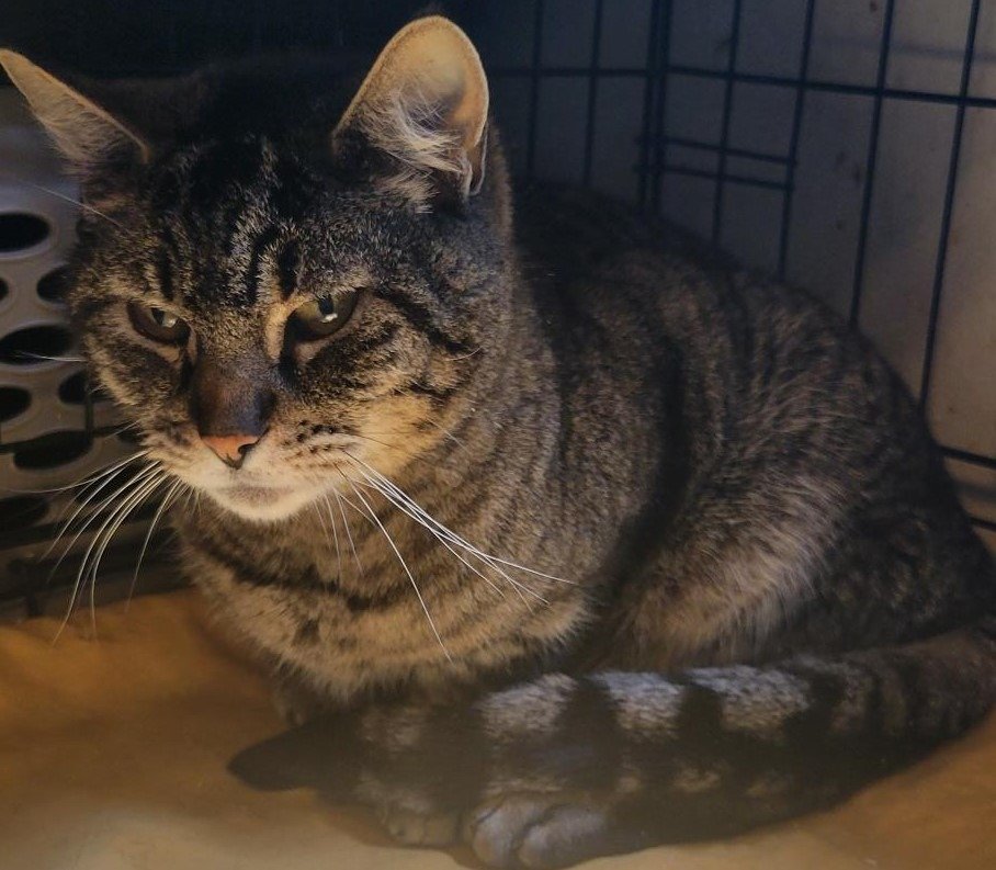 adoptable Cat in Battle Ground, WA named Tripper