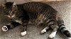 adoptable Cat in battle ground, WA named Cattoo (aka Cat 2)