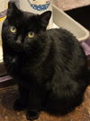 adoptable Cat in  named Shadow Fax
