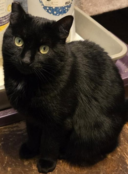 picture of the cat needing adoption