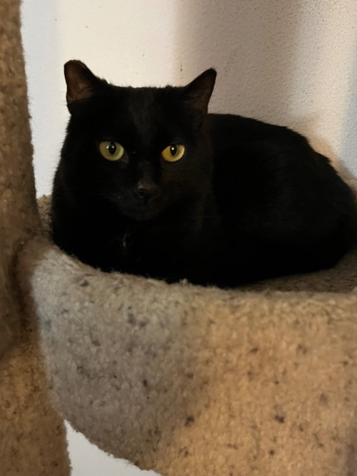 SHADOW FAX - Domestic Medium Hair available for adoption