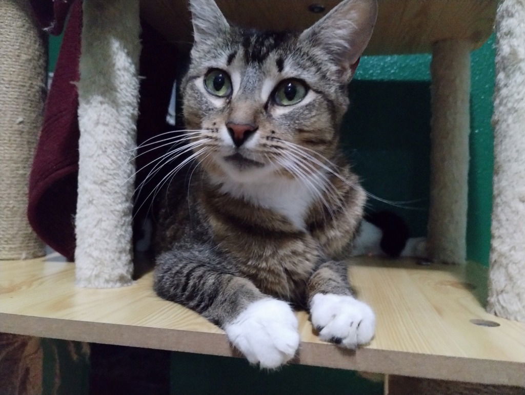 adoptable Cat in Battle Ground, WA named Cookie