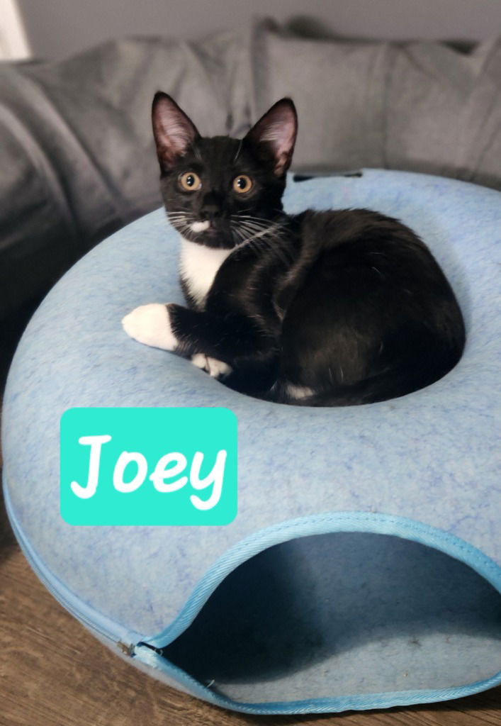 adoptable Cat in Battle Ground, WA named Joey