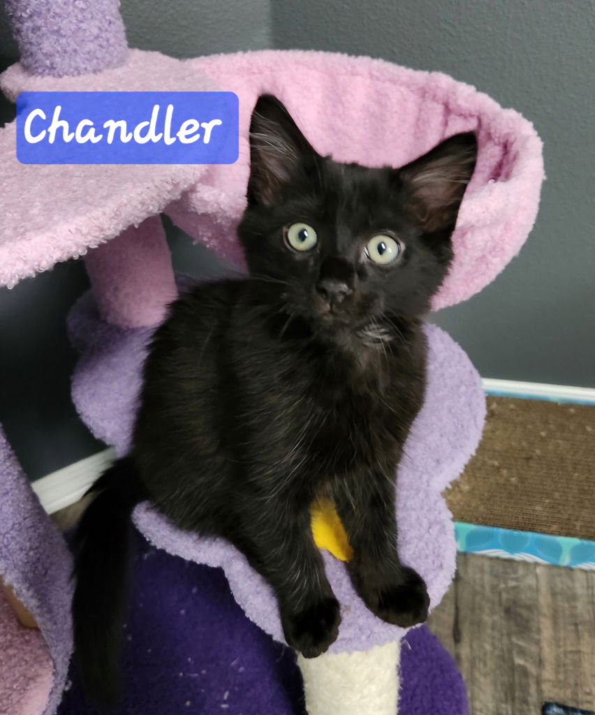 adoptable Cat in Battle Ground, WA named Chandler