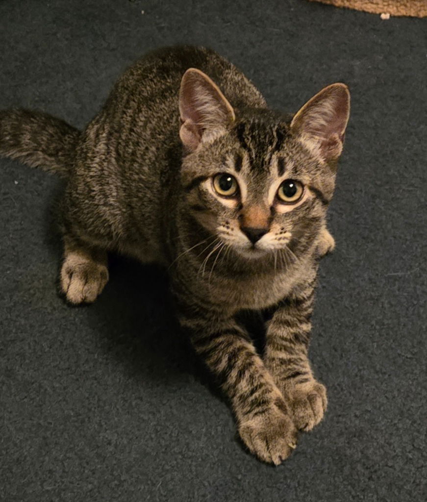 adoptable Cat in Battle Ground, WA named Kitten blue