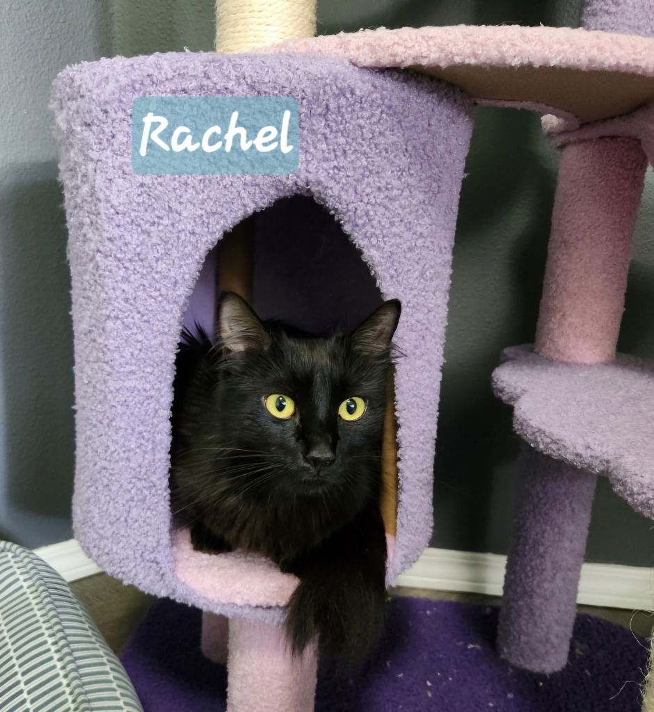 adoptable Cat in Battle Ground, WA named Rachel