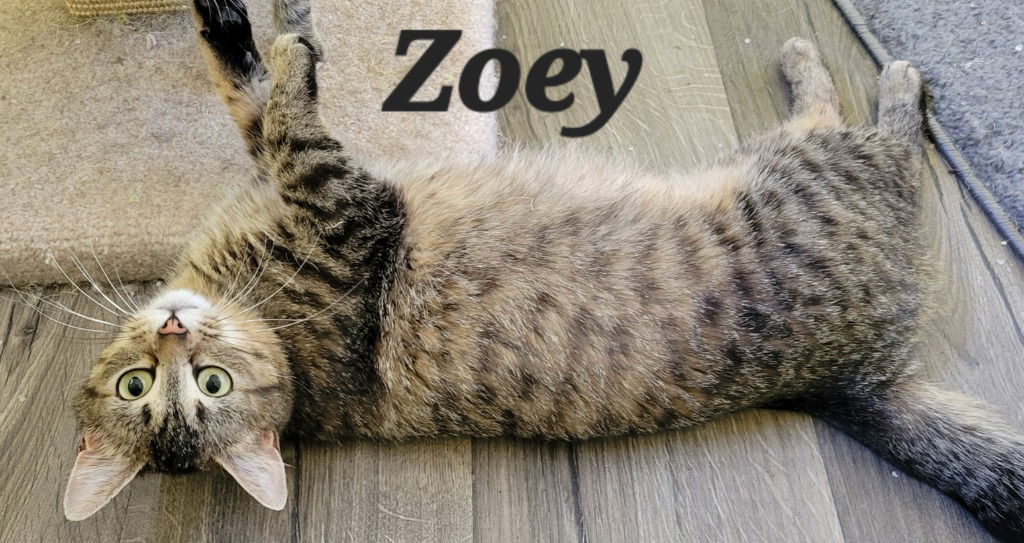 adoptable Cat in Battle Ground, WA named Zoey