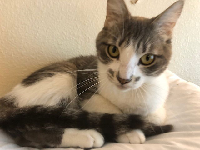 adoptable Cat in Battle Ground, WA named Sparrow (Mama)