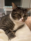 adoptable Cat in Battle Ground, WA named Buster