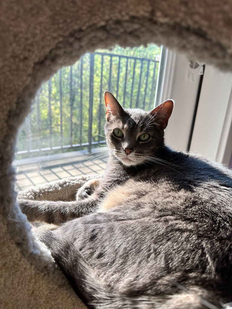 adoptable Cat in Battle Ground, WA named Pistachio